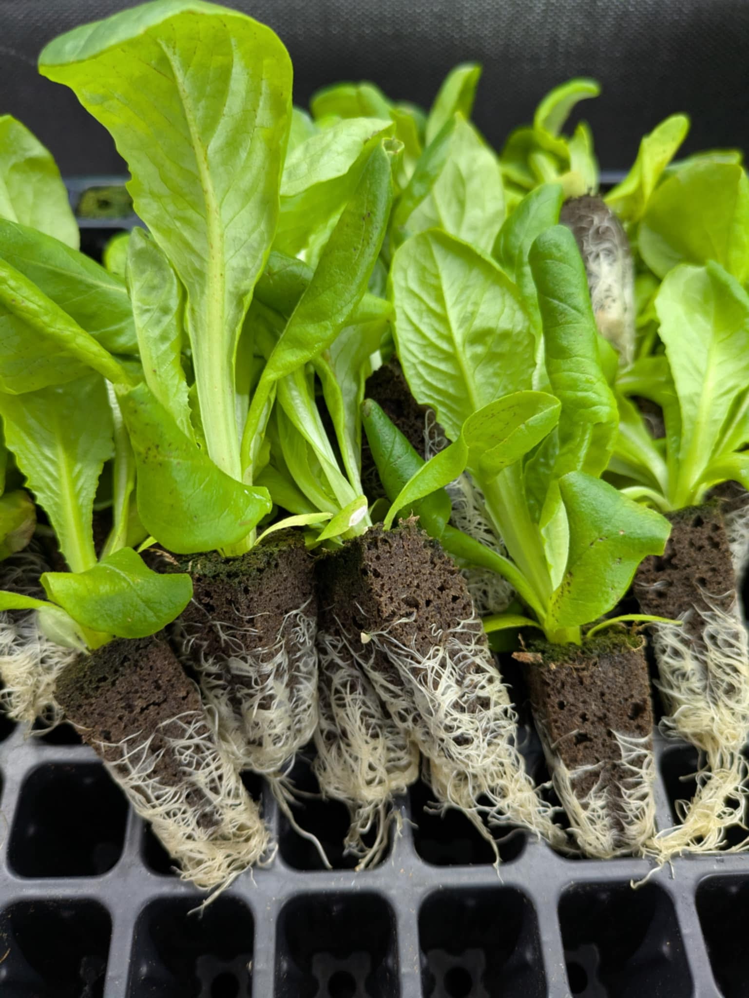 Fresh hydroponic lettuce