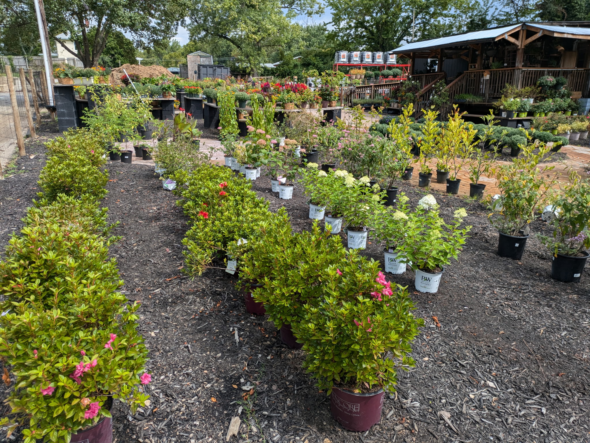 Shrubs and small trees at the Honeysmith garden center yard